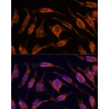 Immunofluorescence - Anti-Importin4/Imp4 Antibody (A88001) - Antibodies.com