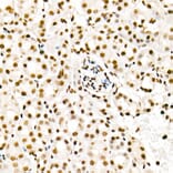 Immunohistochemistry - Anti-Histone H4 (acetyl Lys5) Antibody (A88002) - Antibodies.com