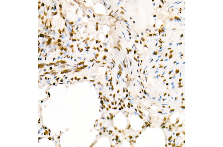 Immunohistochemistry - Anti-Histone H4 (acetyl Lys5) Antibody (A88002) - Antibodies.com