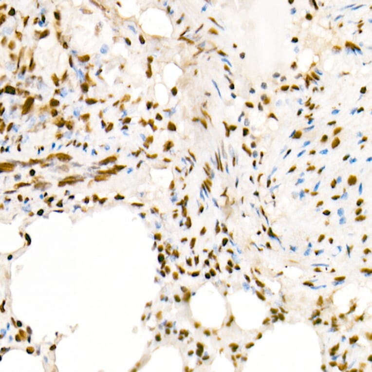 Immunohistochemistry - Anti-Histone H4 (acetyl Lys5) Antibody (A88002) - Antibodies.com