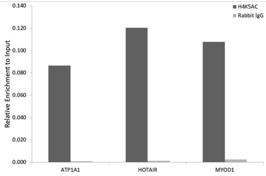 Chromatin Immunoprecipitation - Anti-Histone H4 (acetyl Lys5) Antibody (A88002) - Antibodies.com