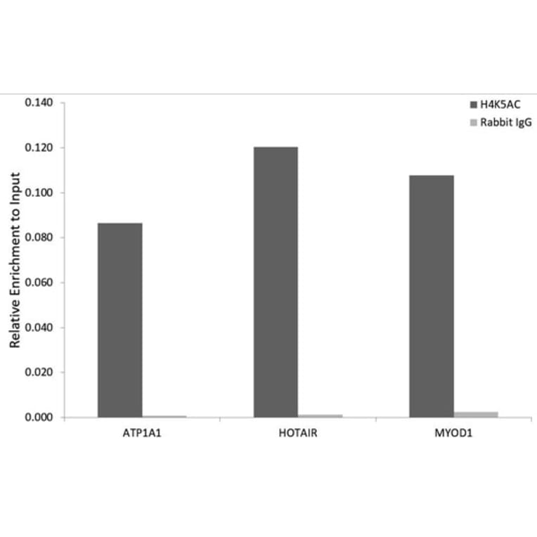 Chromatin Immunoprecipitation - Anti-Histone H4 (acetyl Lys5) Antibody (A88002) - Antibodies.com