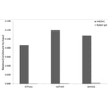 Chromatin Immunoprecipitation - Anti-Histone H4 (acetyl Lys5) Antibody (A88002) - Antibodies.com
