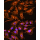 Immunofluorescence - Anti-Apolipoprotein A II/ApoA-II Antibody (A88003) - Antibodies.com