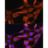 Immunofluorescence - Anti-Apolipoprotein A II/ApoA-II Antibody (A88003) - Antibodies.com
