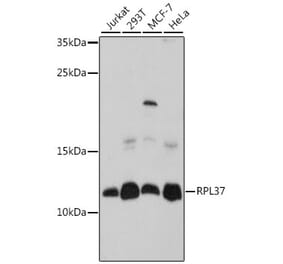 Western Blot - Anti-RPL37 Antibody (A88006) - Antibodies.com