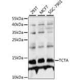 Western Blot - Anti-TCTA Antibody (A88007) - Antibodies.com