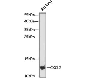 Western Blot - Anti-CXCL2 Antibody (A88008) - Antibodies.com