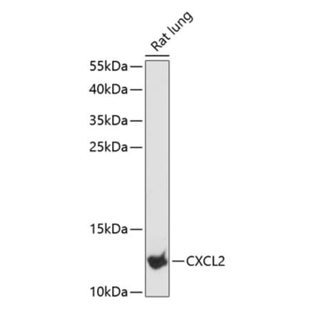 Western Blot - Anti-CXCL2 Antibody (A88008) - Antibodies.com