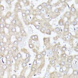 Immunohistochemistry - Anti-DBI Antibody (A88009) - Antibodies.com