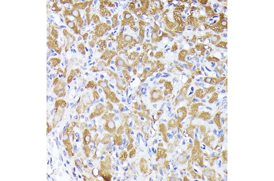 Immunohistochemistry - Anti-DBI Antibody (A88009) - Antibodies.com