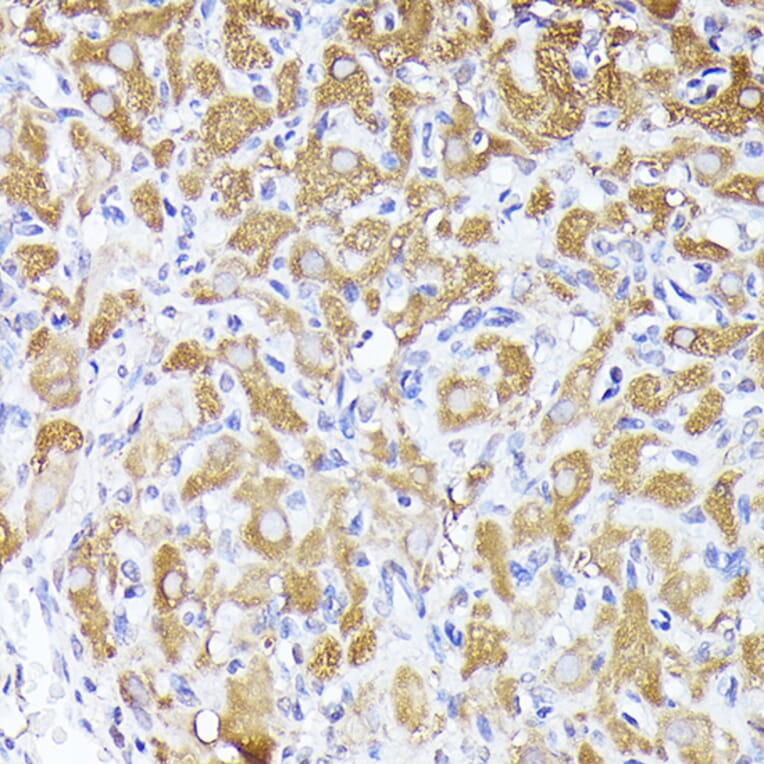 Immunohistochemistry - Anti-DBI Antibody (A88009) - Antibodies.com