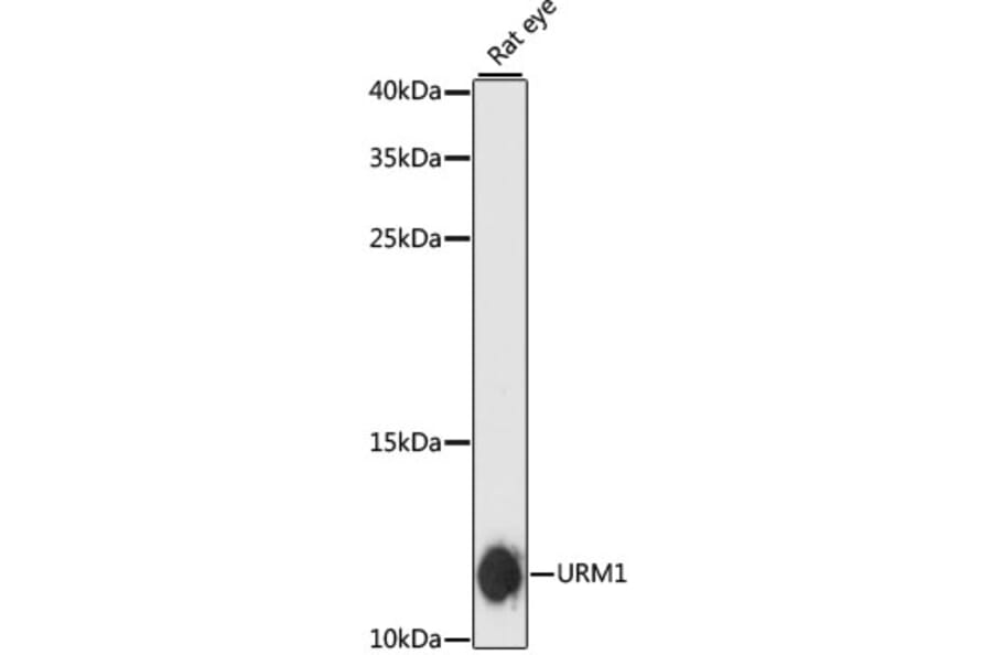 Western Blot - Anti-Urm1 Antibody (A88010) - Antibodies.com