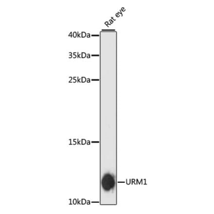 Western Blot - Anti-Urm1 Antibody (A88010) - Antibodies.com