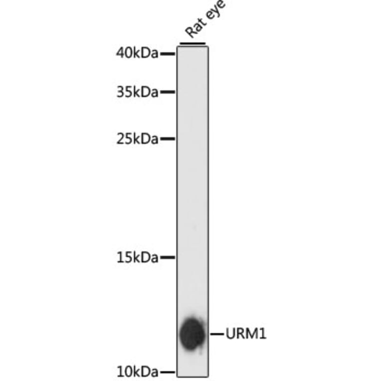 Western Blot - Anti-Urm1 Antibody (A88010) - Antibodies.com