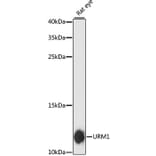 Western Blot - Anti-Urm1 Antibody (A88010) - Antibodies.com