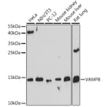 Western Blot - Anti-VAMP8/EDB Antibody (A88011) - Antibodies.com