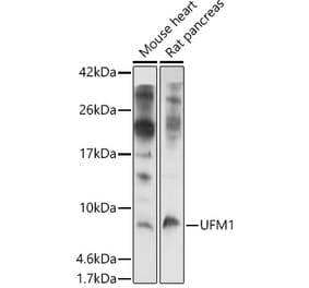 Western Blot - Anti-UFM1 Antibody (A88012) - Antibodies.com