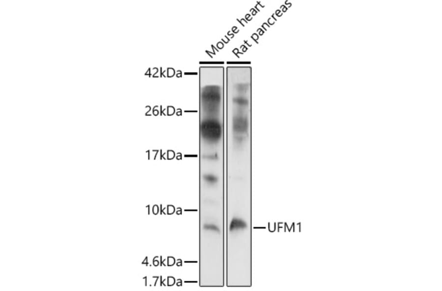 Western Blot - Anti-UFM1 Antibody (A88012) - Antibodies.com