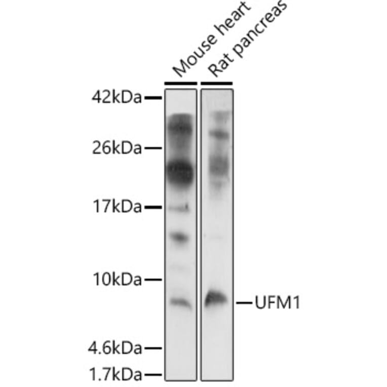 Western Blot - Anti-UFM1 Antibody (A88012) - Antibodies.com