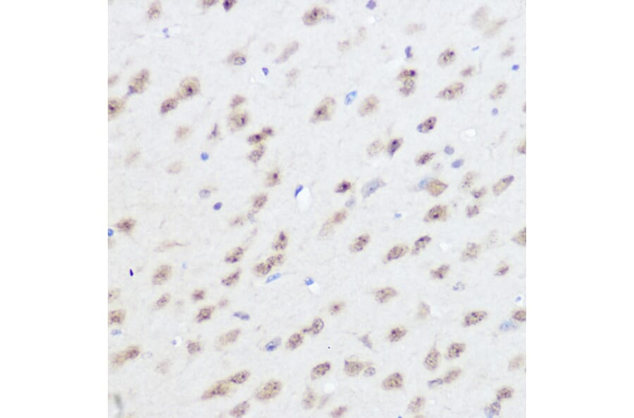 Immunohistochemistry - Anti-UFM1 Antibody (A88012) - Antibodies.com