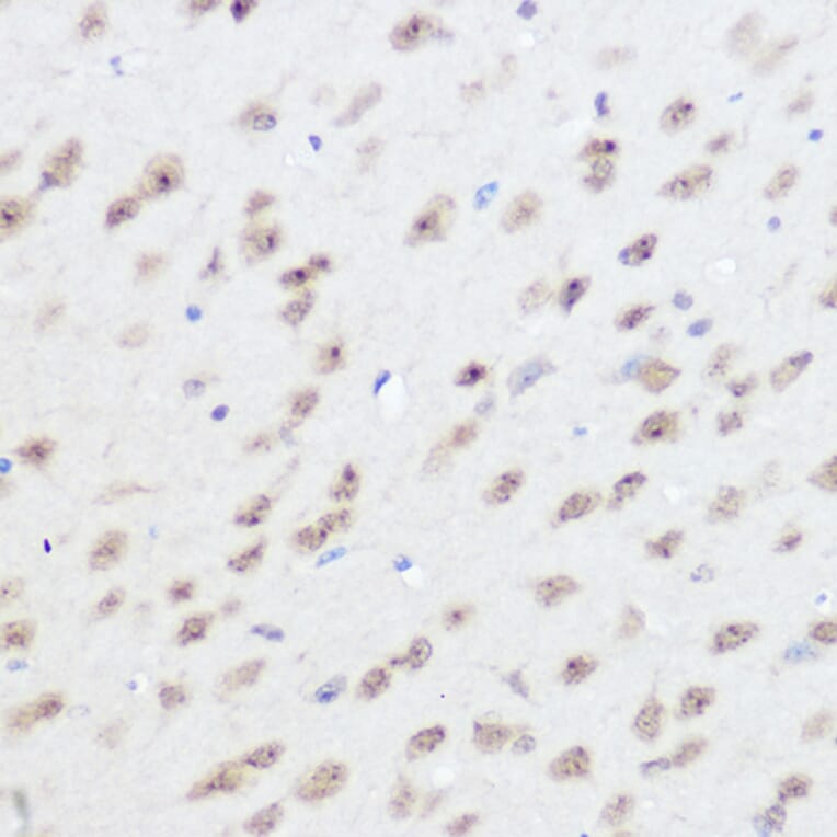 Immunohistochemistry - Anti-UFM1 Antibody (A88012) - Antibodies.com