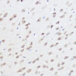 Immunohistochemistry - Anti-UFM1 Antibody (A88012) - Antibodies.com