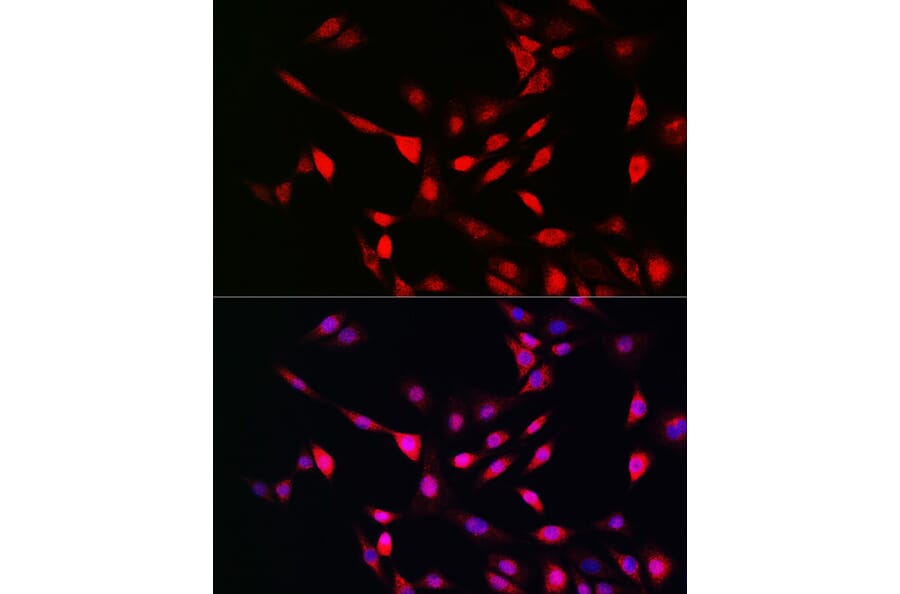 Immunofluorescence - Anti-UFM1 Antibody (A88012) - Antibodies.com