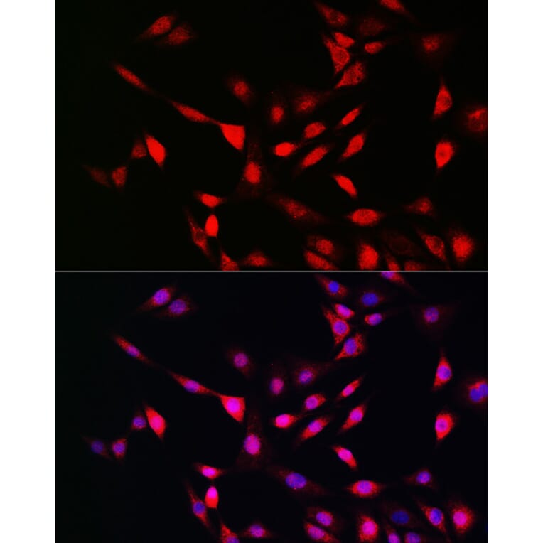 Immunofluorescence - Anti-UFM1 Antibody (A88012) - Antibodies.com