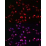 Immunofluorescence - Anti-UFM1 Antibody (A88012) - Antibodies.com