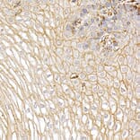 Immunohistochemistry - Anti-S100A10 Antibody (A88015) - Antibodies.com