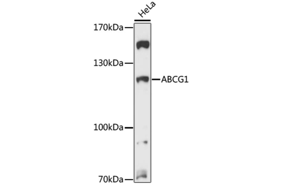 Western Blot - Anti-ABCG1 Antibody (A13158) - Antibodies.com
