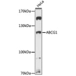 Western Blot - Anti-ABCG1 Antibody (A13158) - Antibodies.com