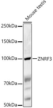 Western blot analysis of extracts of various cell lines, using Anti-ZNRF3 Antibody (A16026) at 1:1,000 dilution.
Secondary antibody: Goat Anti-Rabbit IgG (H+L) (HRP) (AS014) at 1:10,000 dilution.
Lysates / proteins: 25µg per lane.
Blocking buffer: 3% non-fat dry milk in TBST.
Detection: ECL Enhanced Kit (RM00021).
Exposure time: 90s.
