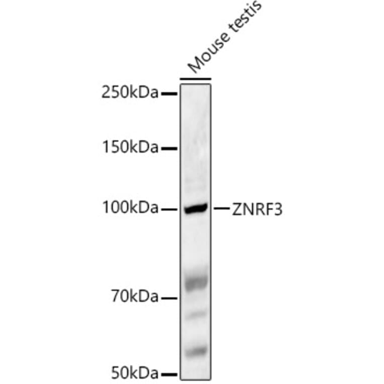 Western Blot - Anti-ZNRF3 Antibody (A88020) - Antibodies.com