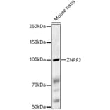 Western Blot - Anti-ZNRF3 Antibody (A88020) - Antibodies.com