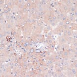 Immunohistochemistry - Anti-ZNRF3 Antibody (A88020) - Antibodies.com