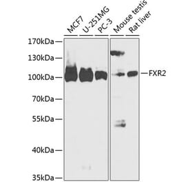 Western Blot - Anti-FXR2 Antibody (A88022) - Antibodies.com