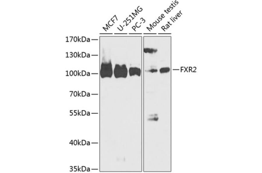 Western Blot - Anti-FXR2 Antibody (A88022) - Antibodies.com