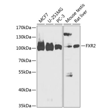 Western Blot - Anti-FXR2 Antibody (A88022) - Antibodies.com