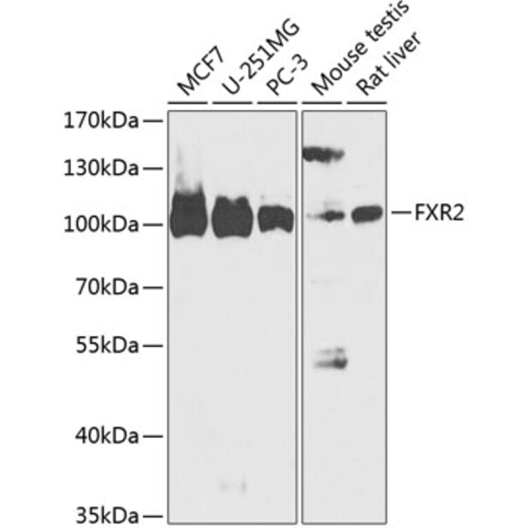 Western Blot - Anti-FXR2 Antibody (A88022) - Antibodies.com