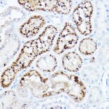 Immunohistochemistry - Anti-LDL Receptor Antibody (A88023) - Antibodies.com