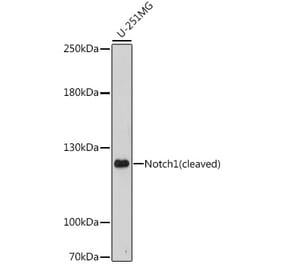 Western Blot - Anti-Notch1 Antibody (A88025) - Antibodies.com