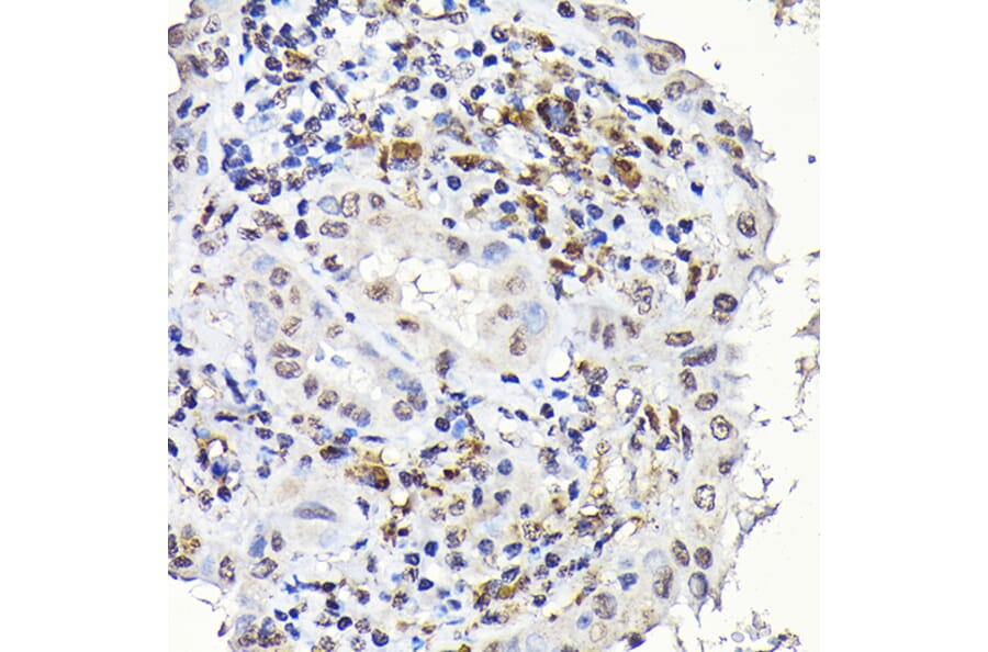 Immunohistochemistry - Anti-Notch1 Antibody (A88025) - Antibodies.com