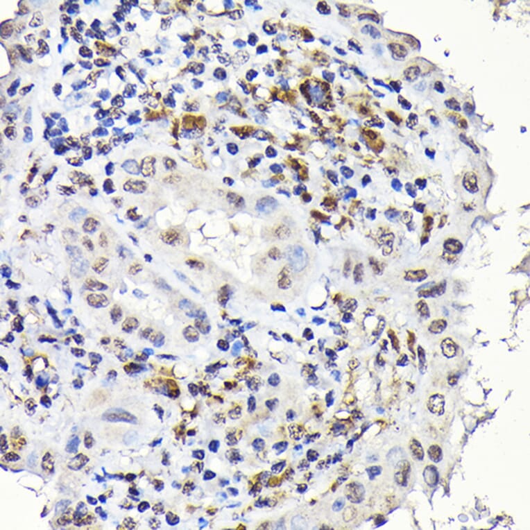 Immunohistochemistry - Anti-Notch1 Antibody (A88025) - Antibodies.com