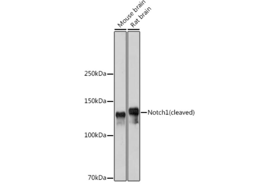 Western Blot - Anti-Notch1 Antibody (A88026) - Antibodies.com