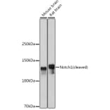 Western Blot - Anti-Notch1 Antibody (A88026) - Antibodies.com