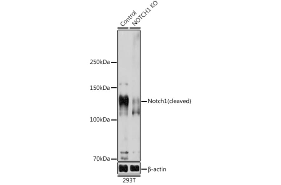 Western Blot - Anti-Notch1 Antibody (A88026) - Antibodies.com