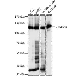 Western Blot - Anti-CTNNA3 Antibody (A88029) - Antibodies.com