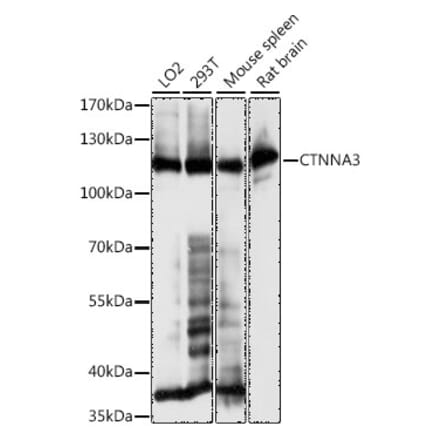 Western Blot - Anti-CTNNA3 Antibody (A88029) - Antibodies.com